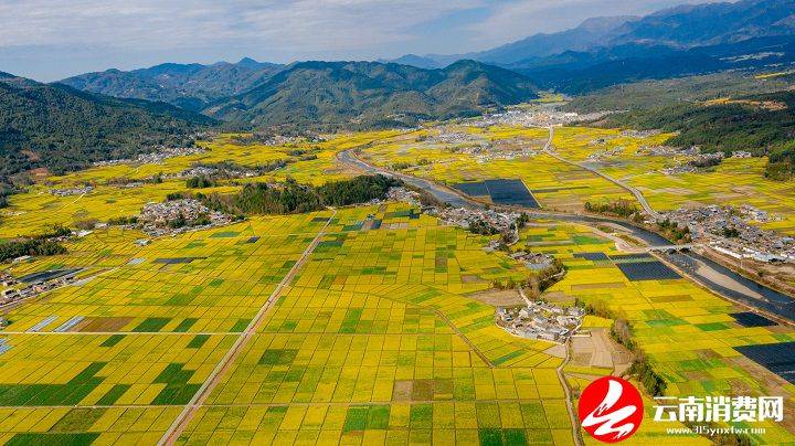 油菜花|腾冲的春天，从油菜花田里醒来