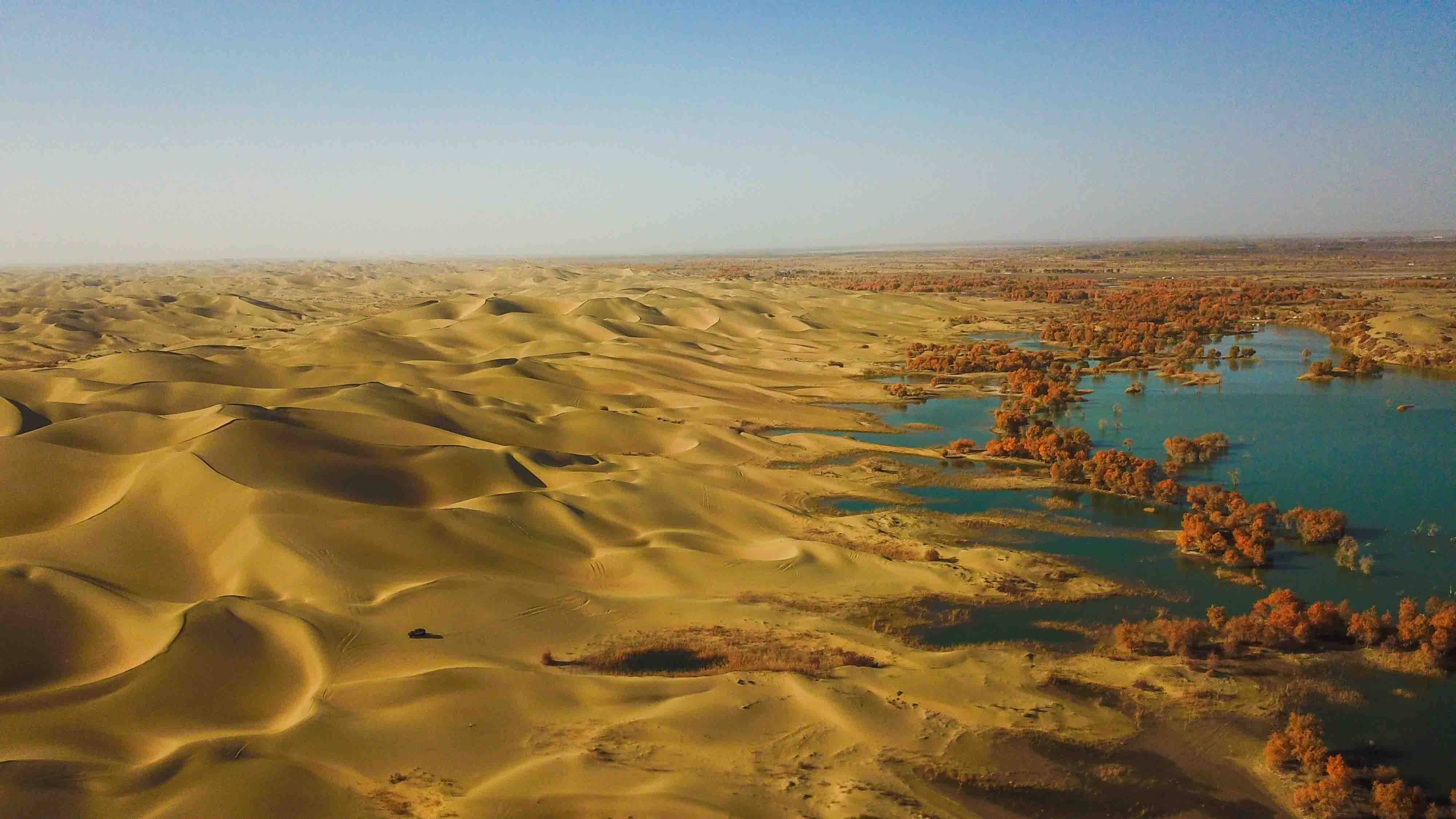 藏在南疆深处的沙漠胡杨林！竟然还有禽鸟和湖水，可以露营！