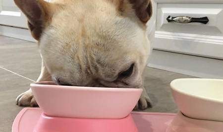 因为|法斗挑食不吃狗粮怎么办？