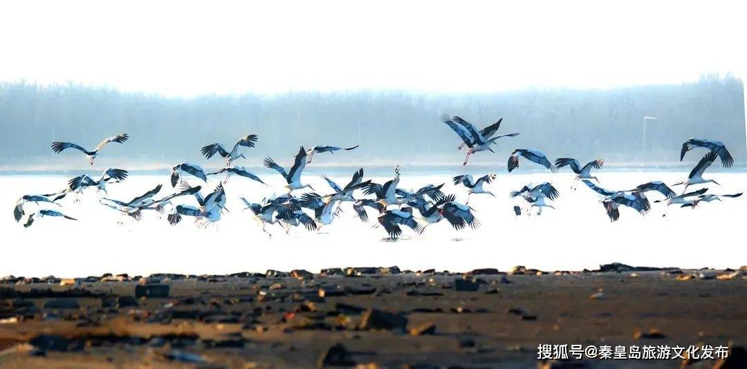 栖息地|春来迎鸟飞，秦皇岛这十五大绝佳观鸟地点快收藏！