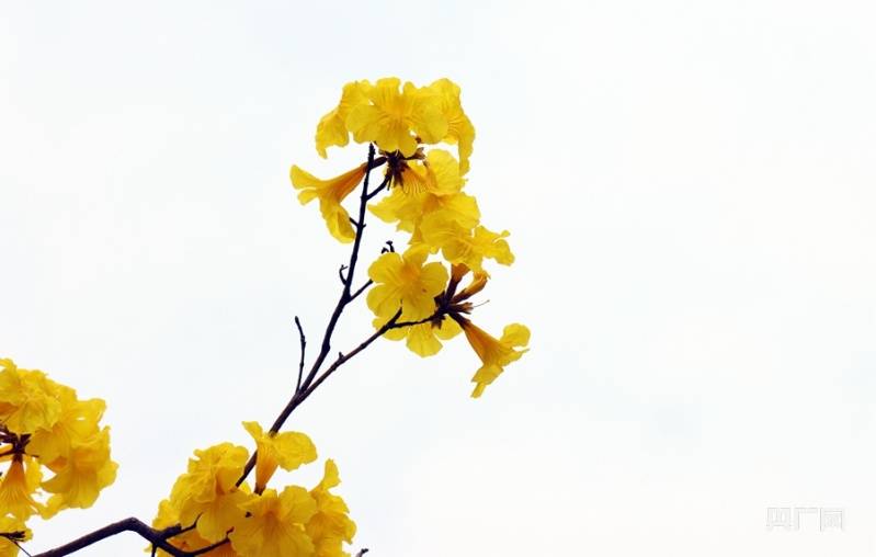 黄花风|饱和度拉满！广州黄花风铃木迎来花期