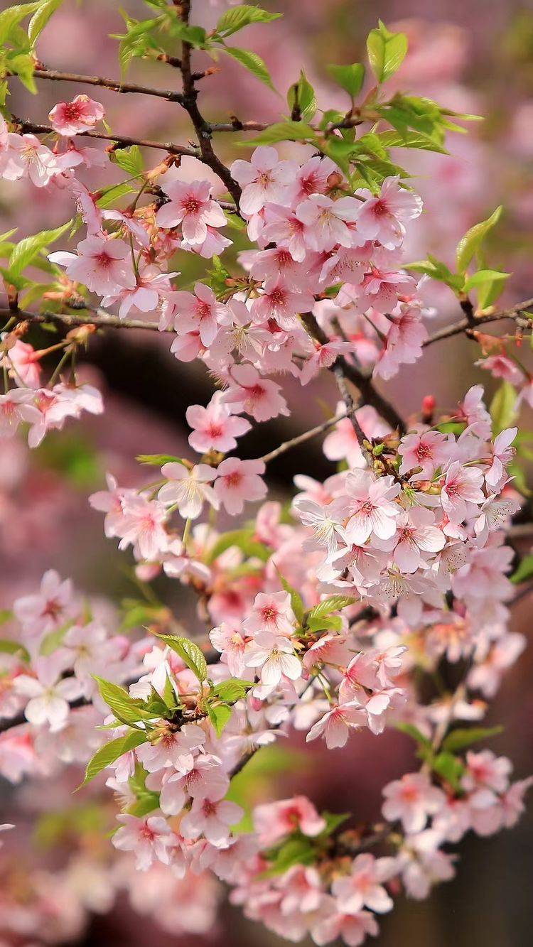 東湖櫻花園,正是鳥語花香時_李武_中國散文學會_成景成