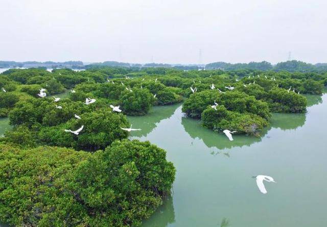 粤西有片美丽红树林