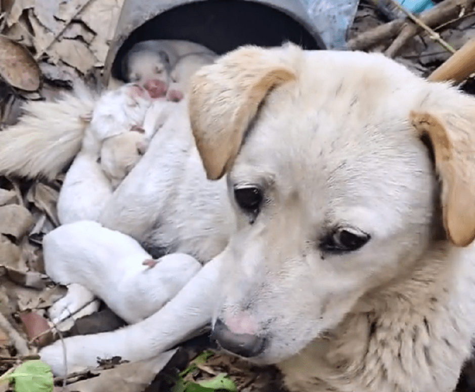原创无助可怜的流浪狗独自躲在偏僻臭水沟照顾自己的孩子狗狗请别伤害