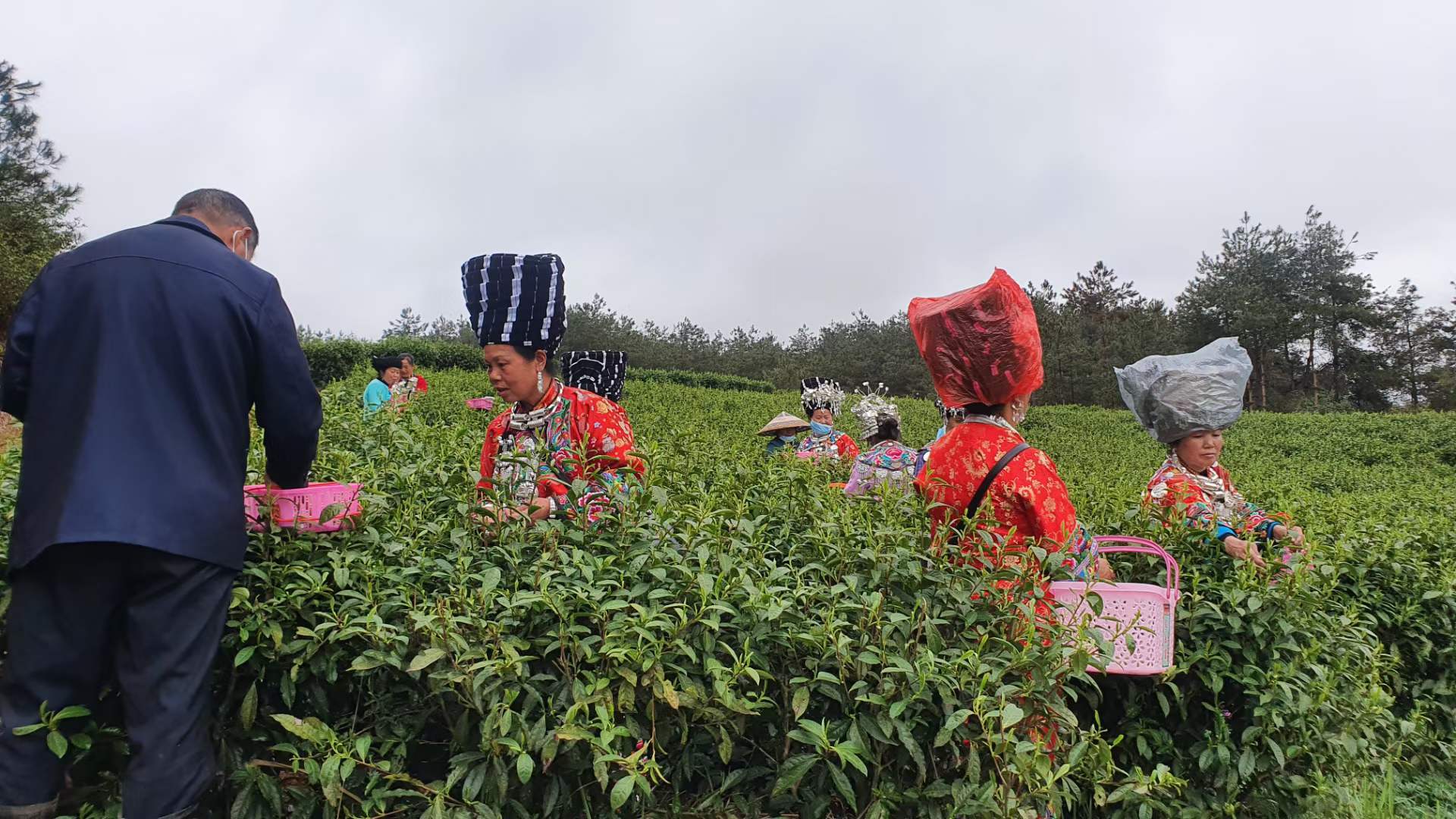 带动村集体和群众发展茶叶产业10万亩,培育茶叶种植主体125家,带动