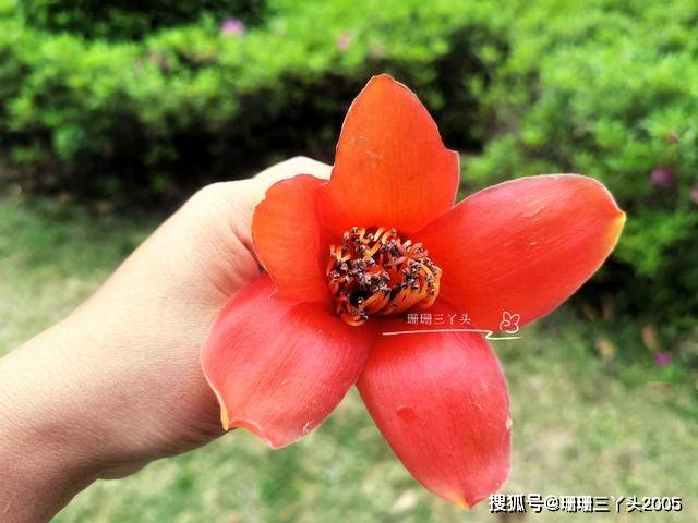 广州这免费公园，种植了一种花，地位曾等同于市花，许多游客不知
