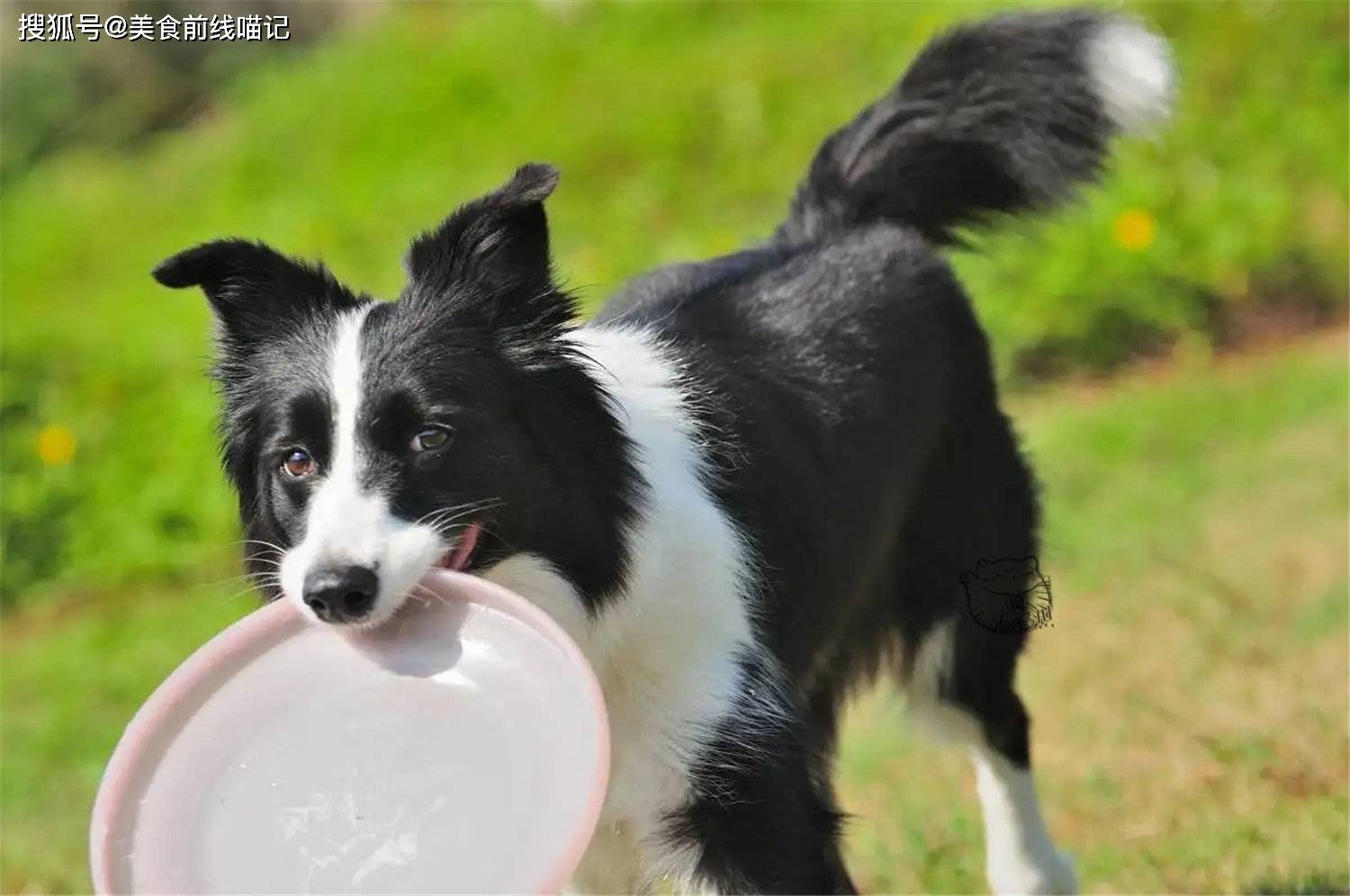 边牧有多聪明 走失后主人焦急万分 自己则淡定搭车回家 琼斯 胡椒 牧羊犬