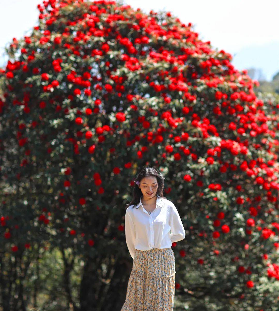 高山|腾冲勐蚌：美醉了！2000多亩报春花和杜鹃花同框绽放