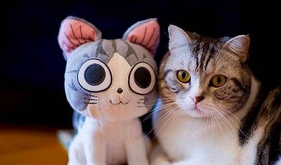 回头率这种猫不但是漫画的主角，也是现实中回头率超高的猫