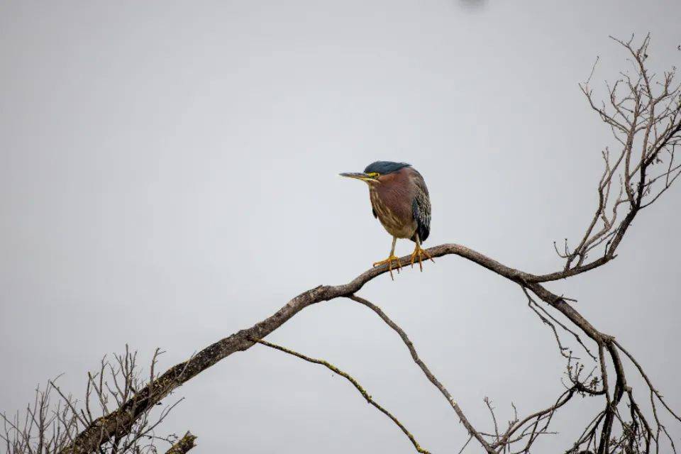消保委小家电比较实验:乐扣荣事达德尔玛小熊等不达标-家电圈官网