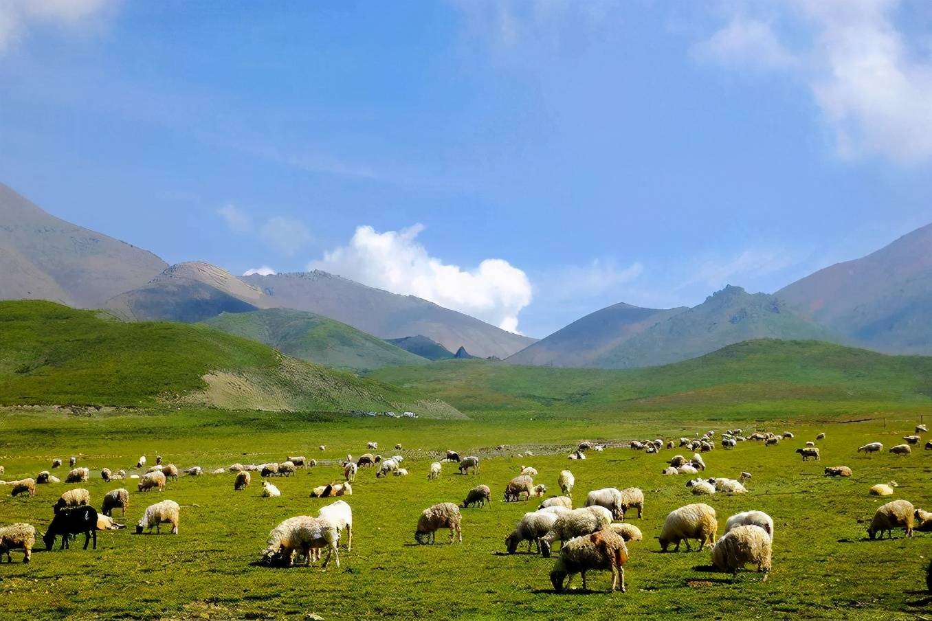 原创倚靠青海天之山被誉为黄金牧场门票免费却鲜有人知