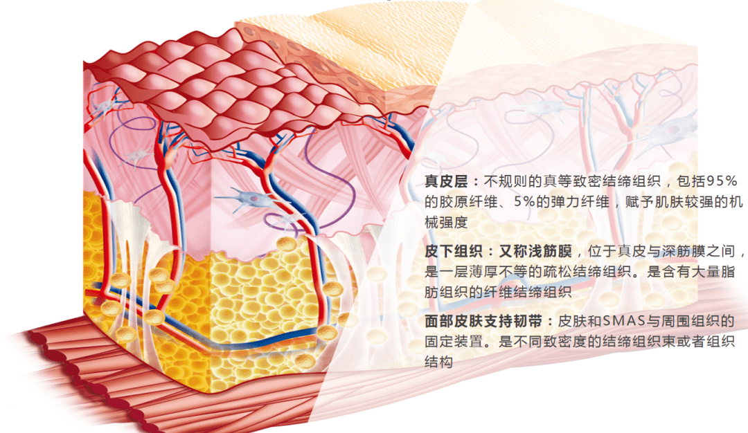 什么嗨体熊猫针是什么？一篇干货满满的「黑眼圈医美」分享