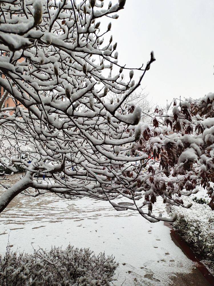 下集|一场雪，让这里的春天真美