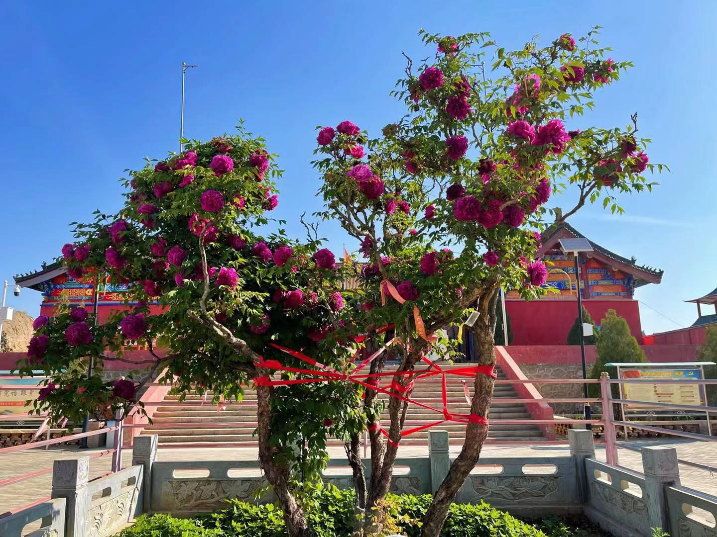 花开富贵满园中树牡丹绽放不一样的春天