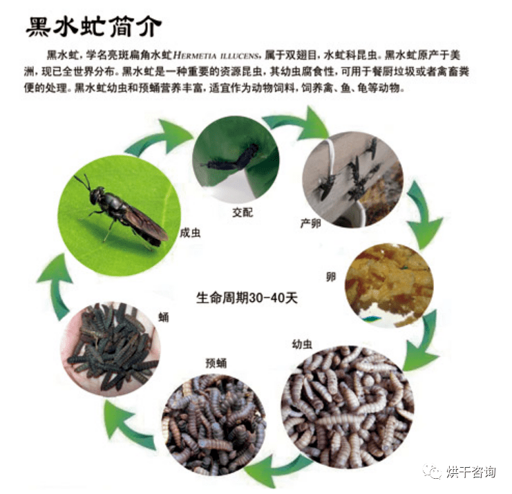 烘干工艺之黑水虻烘干