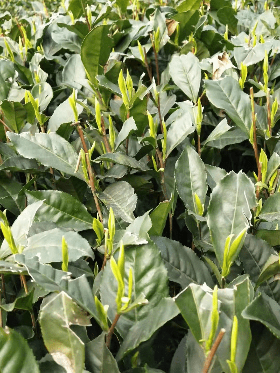 为什么说茶树要补氨基酸,这些好处你知道吗?_作物_修剪_茶叶