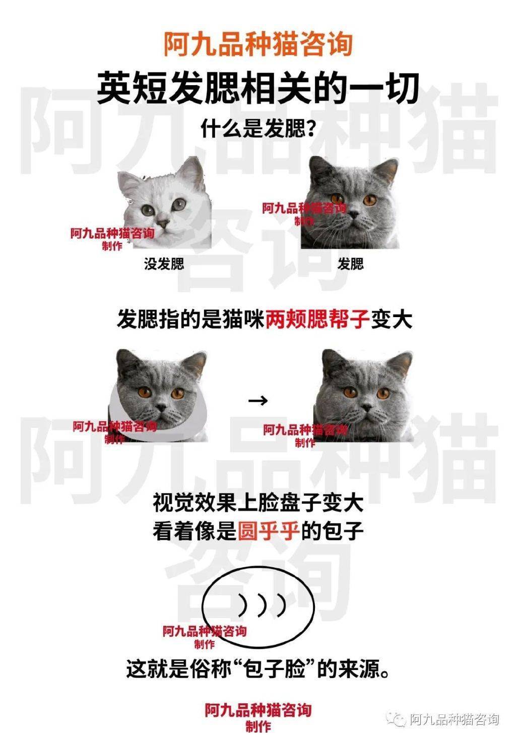 蓝猫怎么分公母图解图片