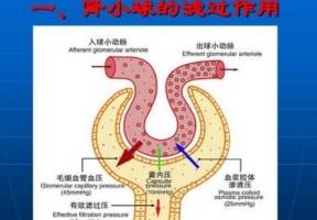 进行|具备什么条件才能透析？肾病专家：这些指标未达标可以不透析！