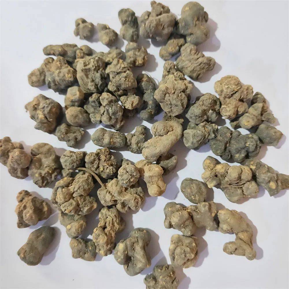 农村一种苦温性的野草,煮水十分厉害,舒筋止痛,值得来认识一下_民间