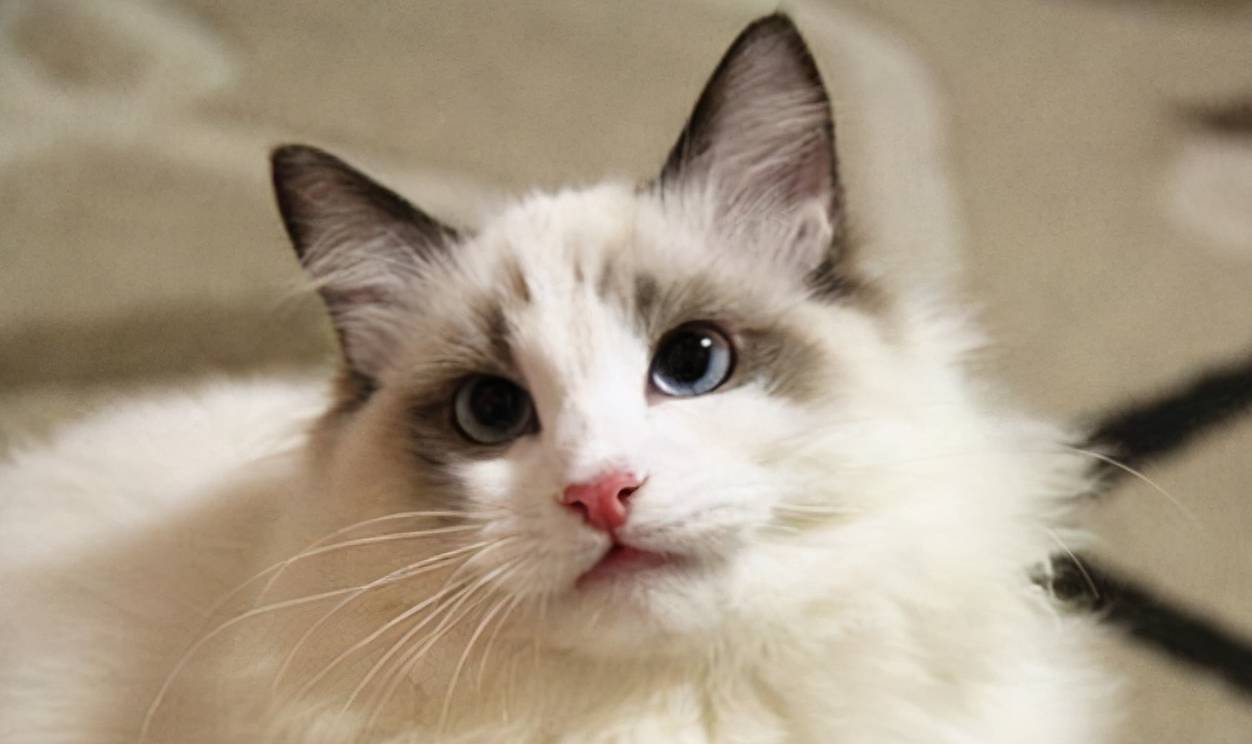 猫咪颜值最高的几种猫咪，是你家的猫吗？