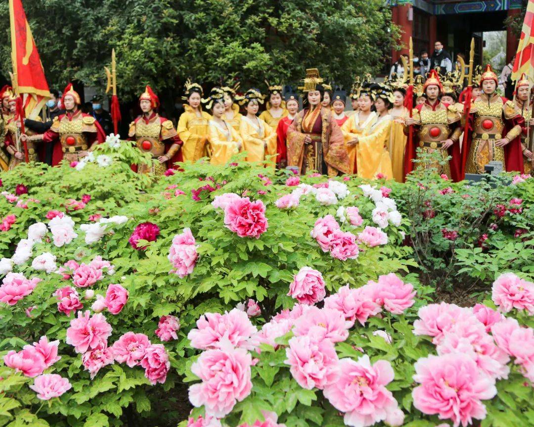 洛阳牡丹节欢迎您春到洛阳牡丹盛开一城牡丹绝盛千古