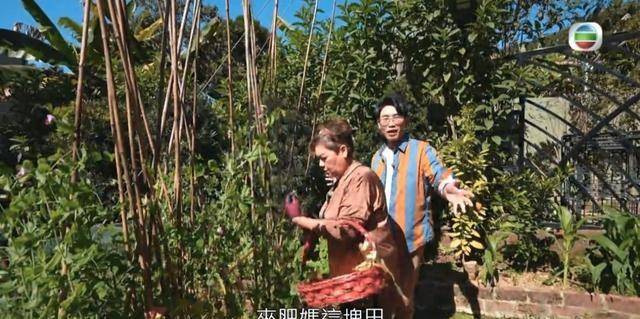 菜园|TVB居家美食节有问题？肥妈豪宅、菜园曝光，当地网友强烈不满