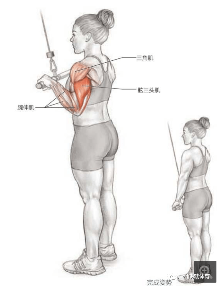 练三头肌的经典动作图片