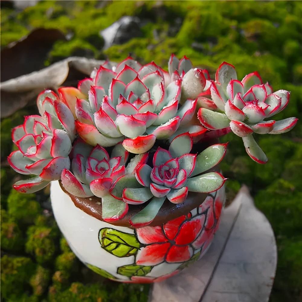 3种耐晒耐热的多肉,3月也能生机勃勃,高温天气长势旺,易度夏_唐印