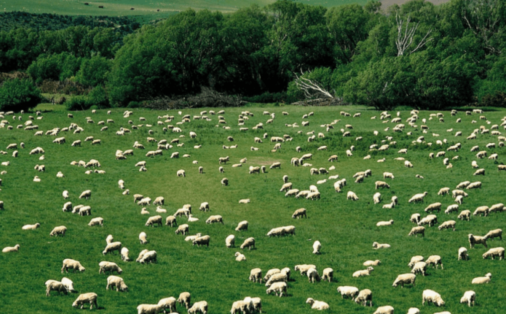澳大利亚又一物种泛滥，“人羊大战”一触即发，难道是羊不好吃？-插图1