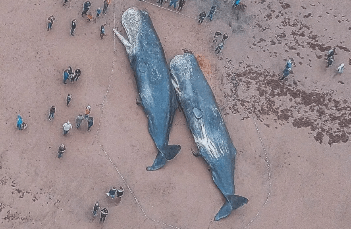 大连出现死鲸,严禁百姓靠近,鲸爆的危害究竟有多大_鲸鱼_死亡_海洋