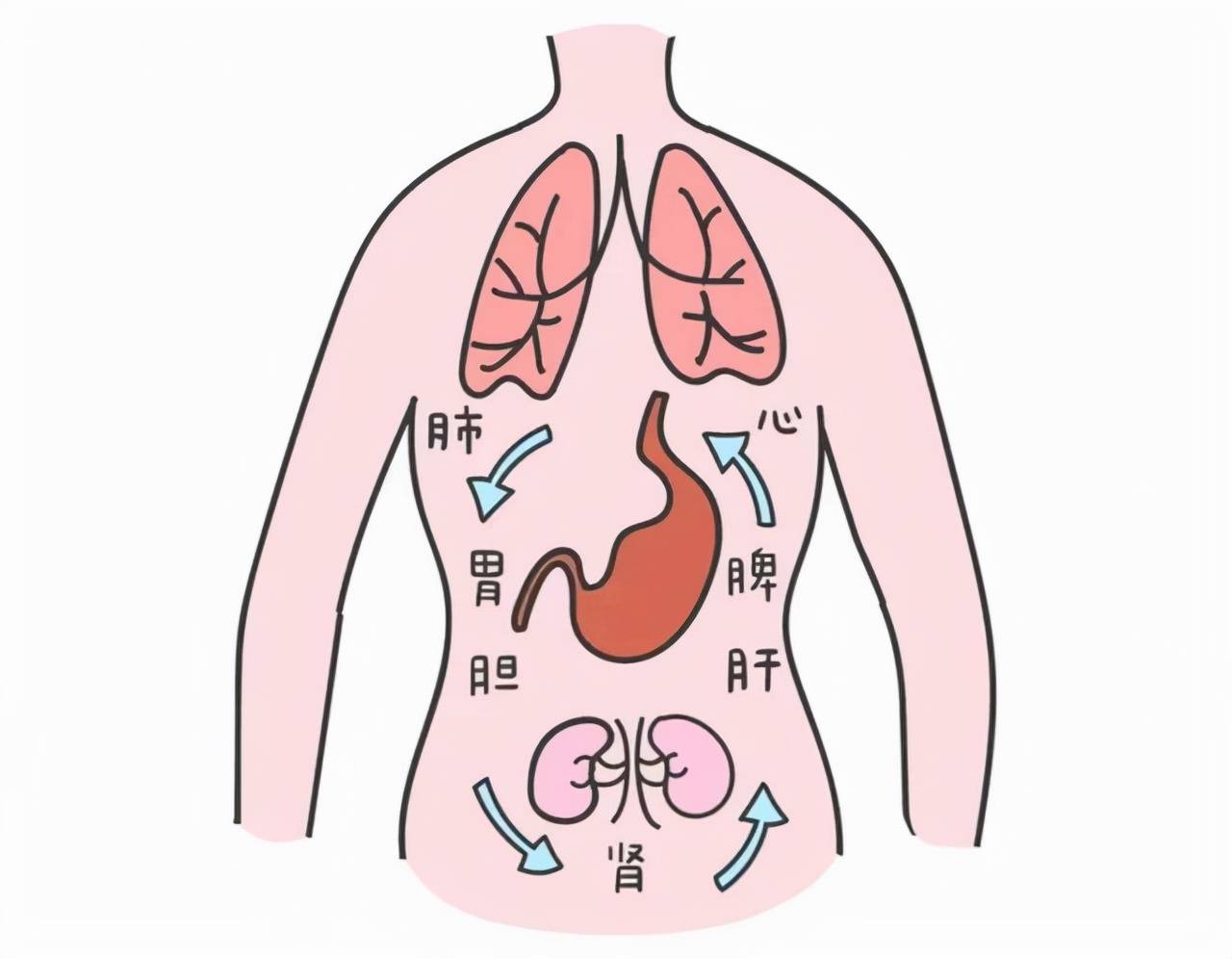 身体当中的心,肝,脾,胃,肾是身体当中的5个重要器官,如果一个人想要