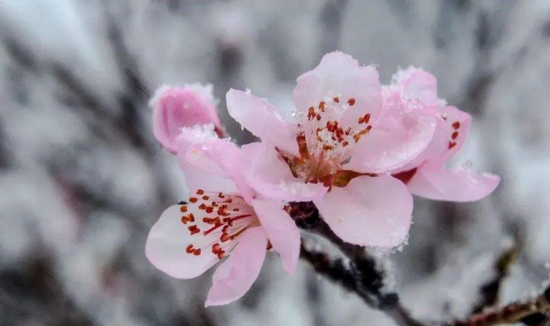铁道兵战友抒情诗一组(424期)_春雪_倪文江_七绝