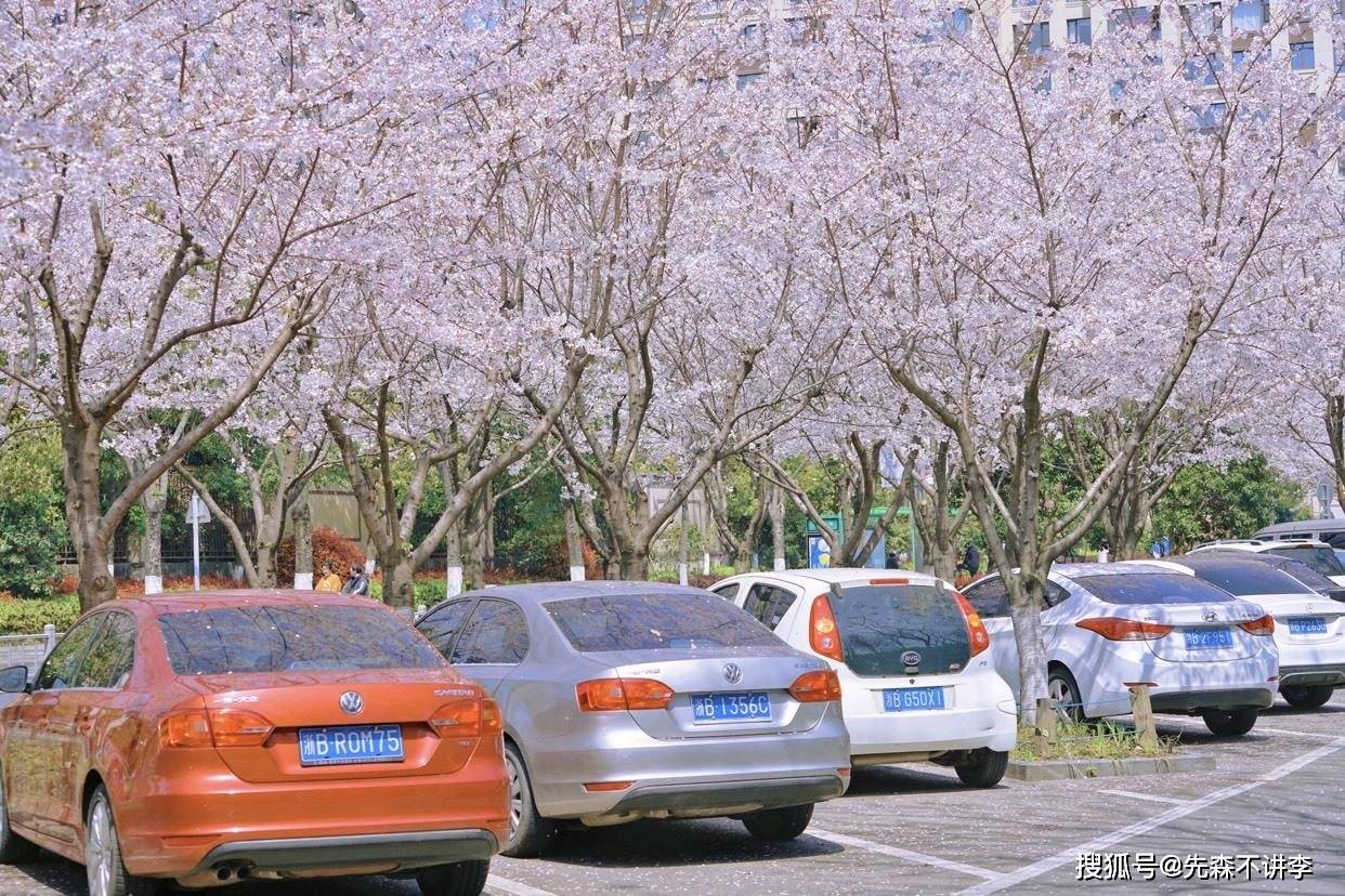 宁波春天赏花秘境，每一帧都是春天的气息，这些春花你都看了吗？