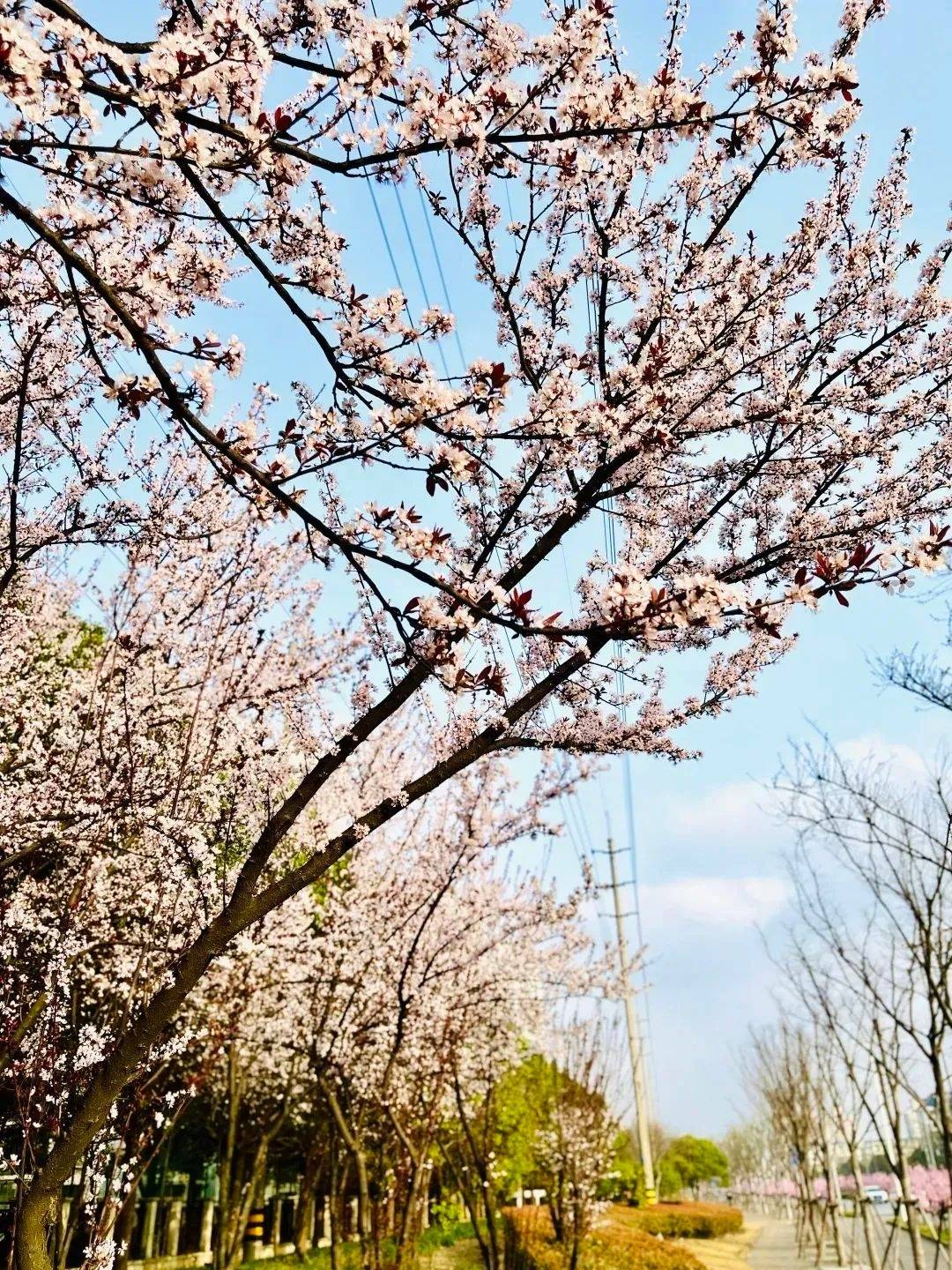 挂满淡淡的粉,浅浅的紫▲拍摄于颐景园微风拂过形似雪花飘落落英缤纷