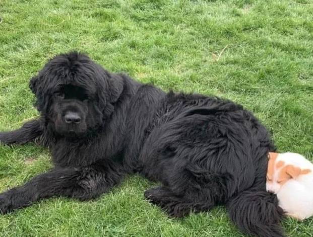 小狗别什么东西都往狗盆里放，会被嫌弃的