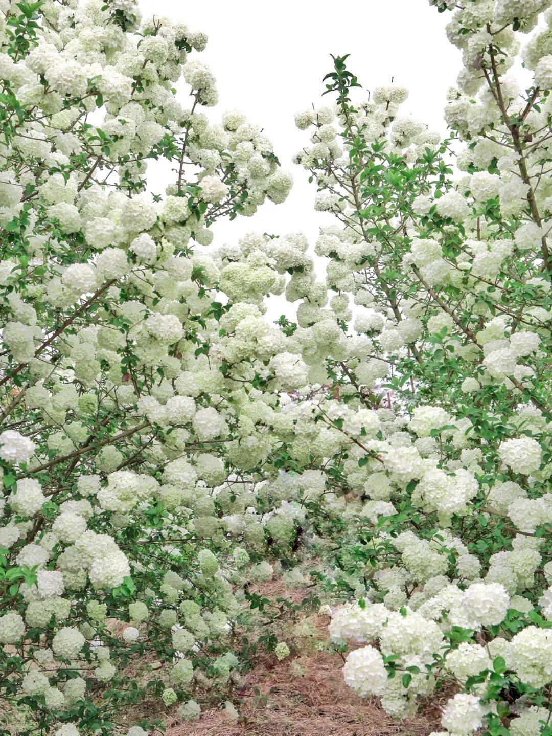 温江绣球花基地图片