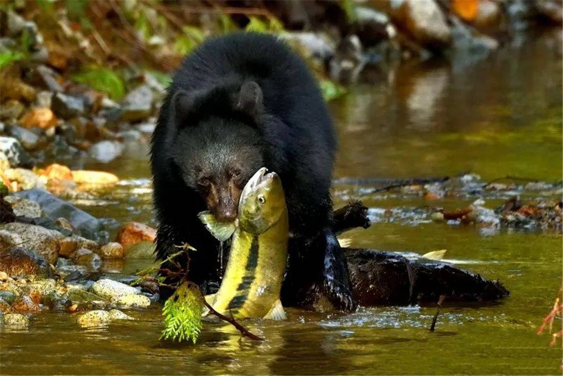 熊怎么抓鱼图片
