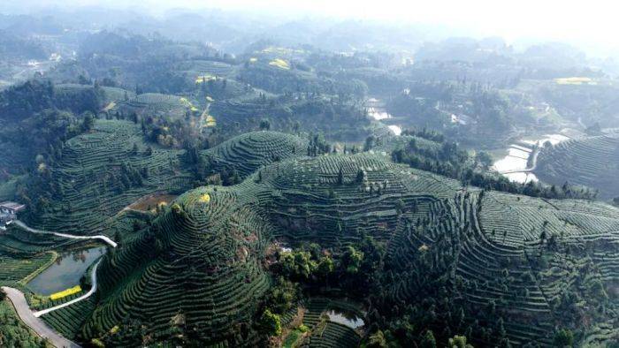 在舞雩鎮高龍村的茶山上,成壟成行的茶園碧綠如茵,採茶村民穿梭其中