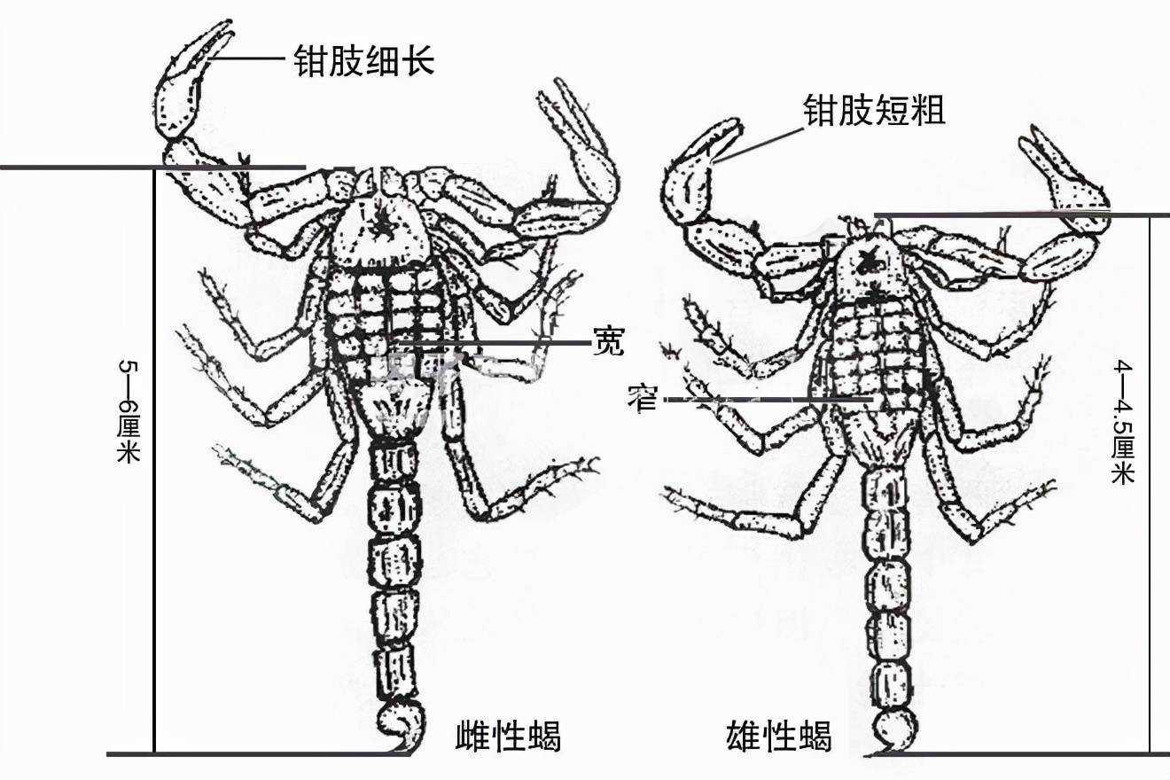 蝎子的嘴巴构造图片