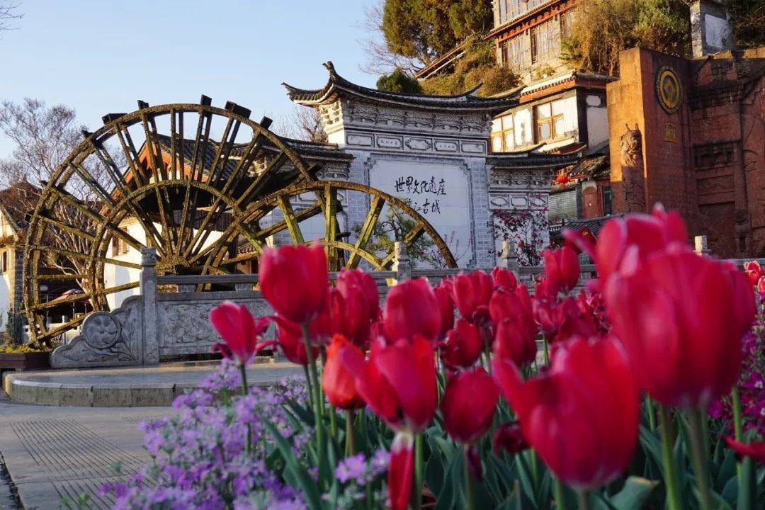 来过丽江才知道丽江的春天有多美