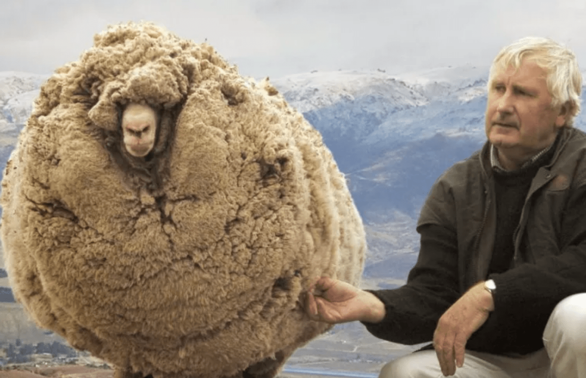 毛发_谢秋萍_进化论