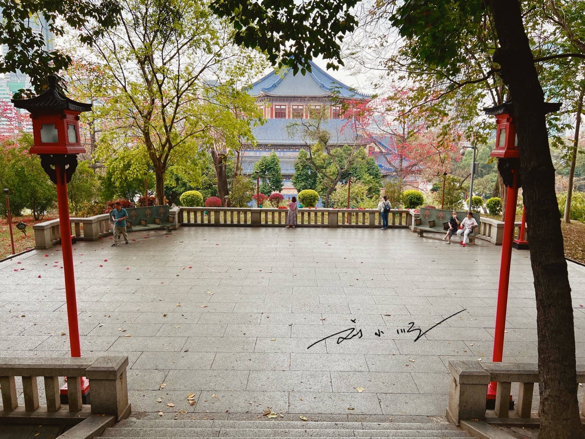 广州有一棵“木棉王”，已有350多岁，又被称为“中国最美木棉”