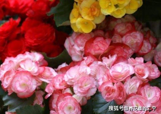 四季海棠開花少做好幾點開花量大色更豔好看易爆盆