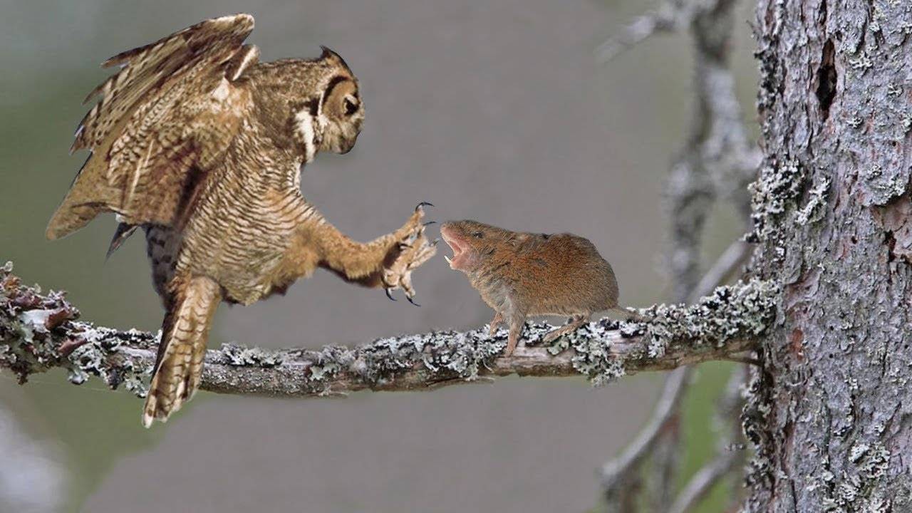 捕食老鹰不在话下猫头鹰的实力被严重低估不要再把它当萌宠