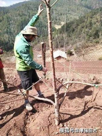 厚强樱桃苗基地试问樱桃苗拉枝刻芽促花技术你真的都了解么