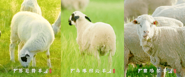 地标专题锡林郭勒羊日常生活中的诗与远方