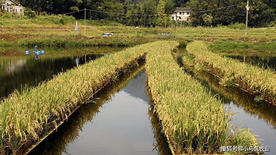 原创漂浮水稻4天长05米亩产破千斤水面种稻水下养鱼挣双份钱