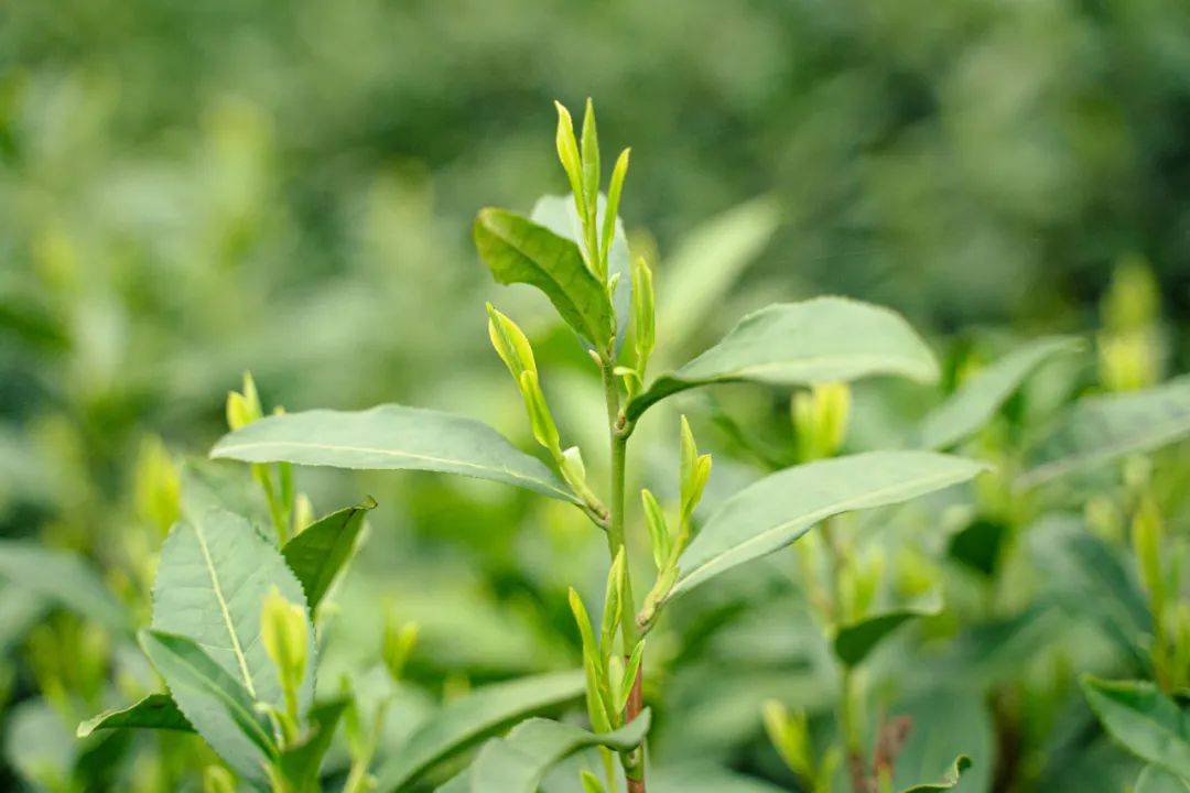 明前狮峰西湖龙井,50000多颗嫩芽才得1斤茶_茶叶_群体_产区