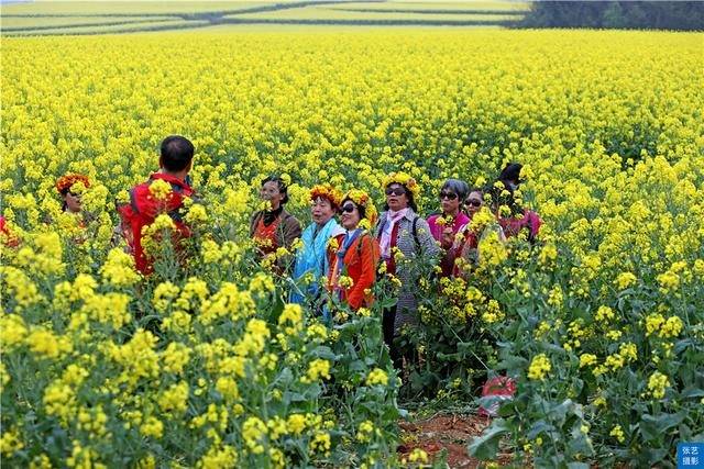 门票|罗平油菜花堪称东方大花园：满目金黄香百里，一方春色醉千山