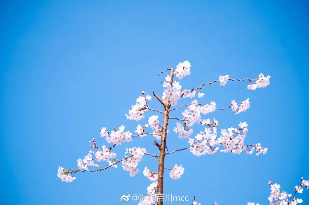 济南|太梦幻！济南这几条颜值爆表的赏花大道，花下骑行太美了！